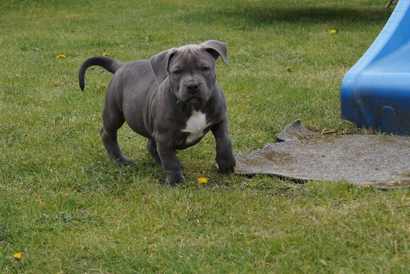 Suczka American Staffordshire Terier