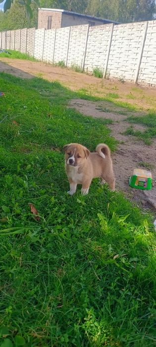 Szczeniaki Akita Inu