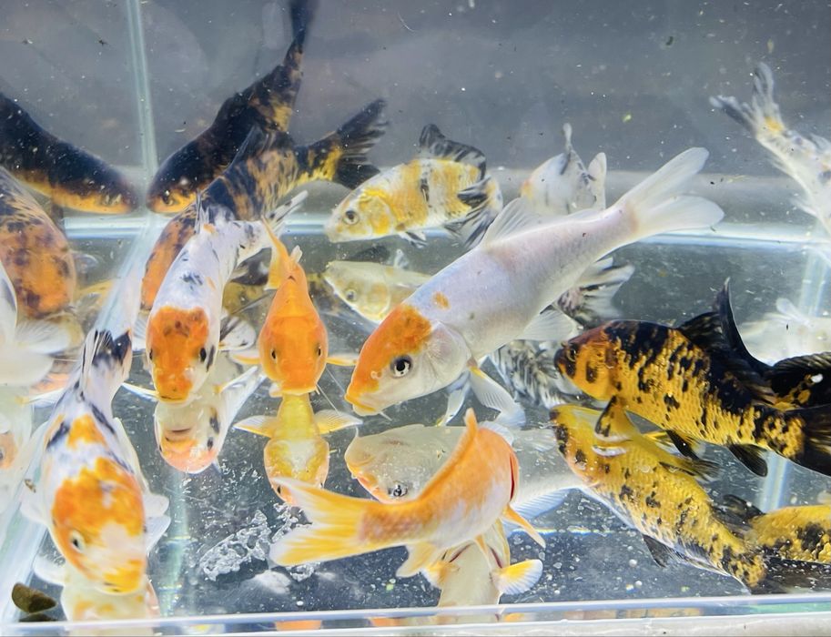 Karp Koi Kometa Mix