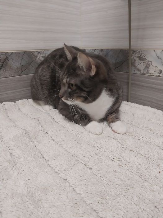 Віддам в хороші руки