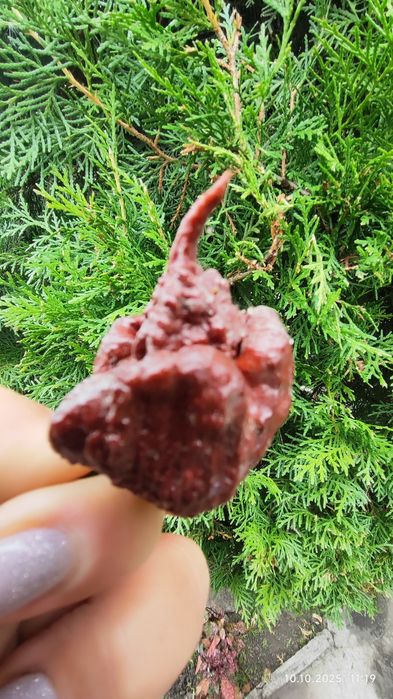 Carolina Reaper надгострий перець