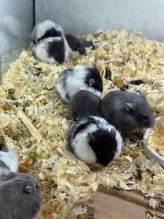 Chomik dżungarski GRUBY KOCUR sklep zoologiczny Sędziszów Mał.