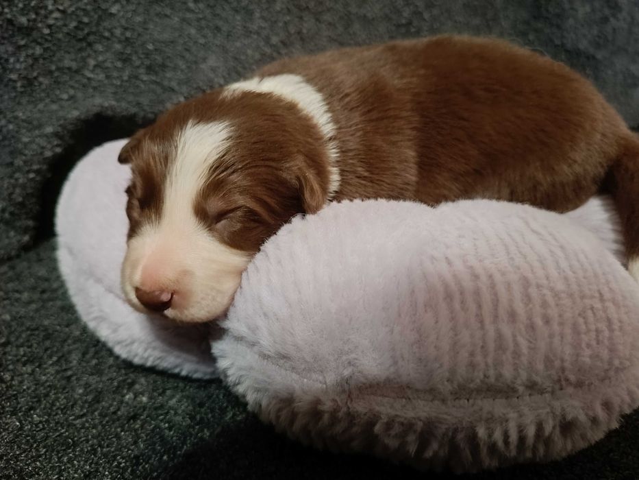 Piesek Border Collie