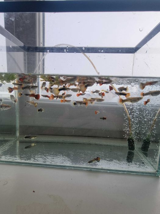 акваріумістика рибки