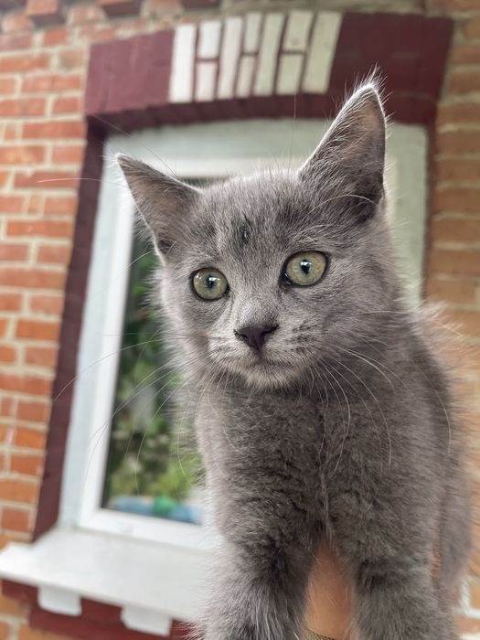 Віддам котят в добрі руки