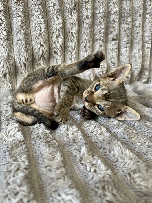 Кошенята Девон рекс