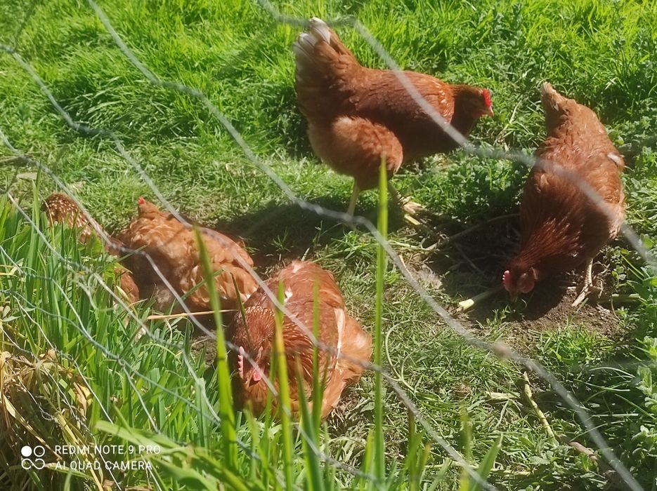 ovos do campo (quase biológicos)