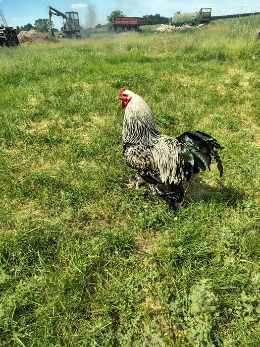 sprzedam Brahma olbrzymia sprzeda