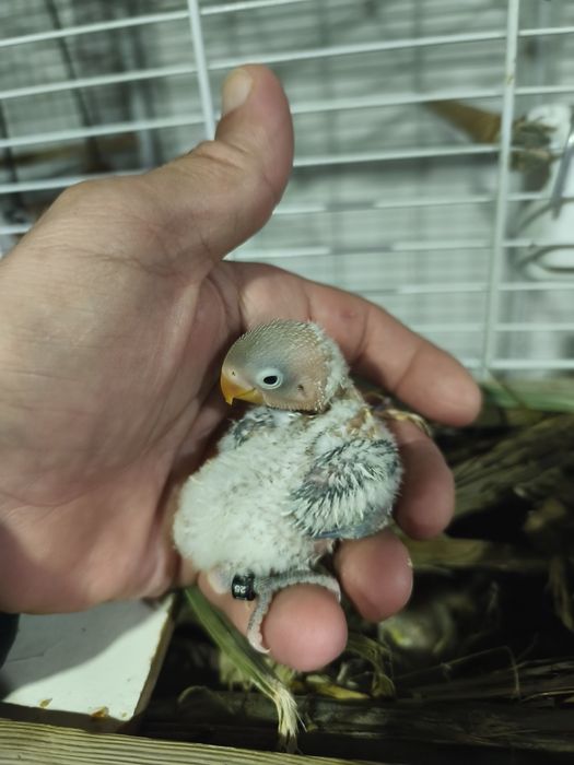 Fishers opalinos pale x cobalto