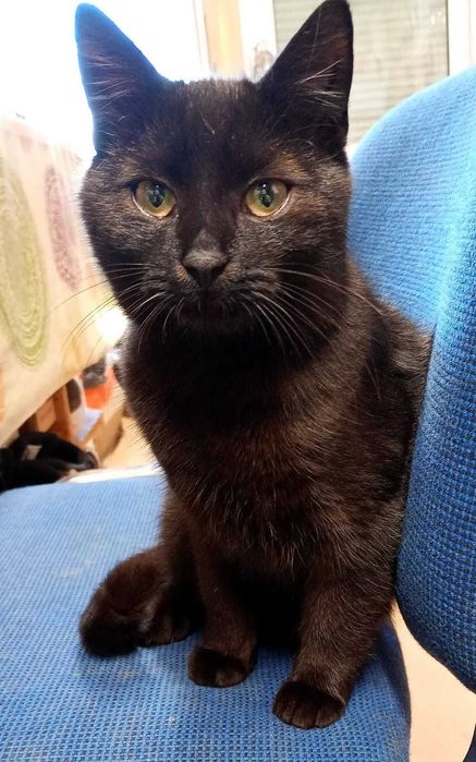 Czarny kocurek do adopcji