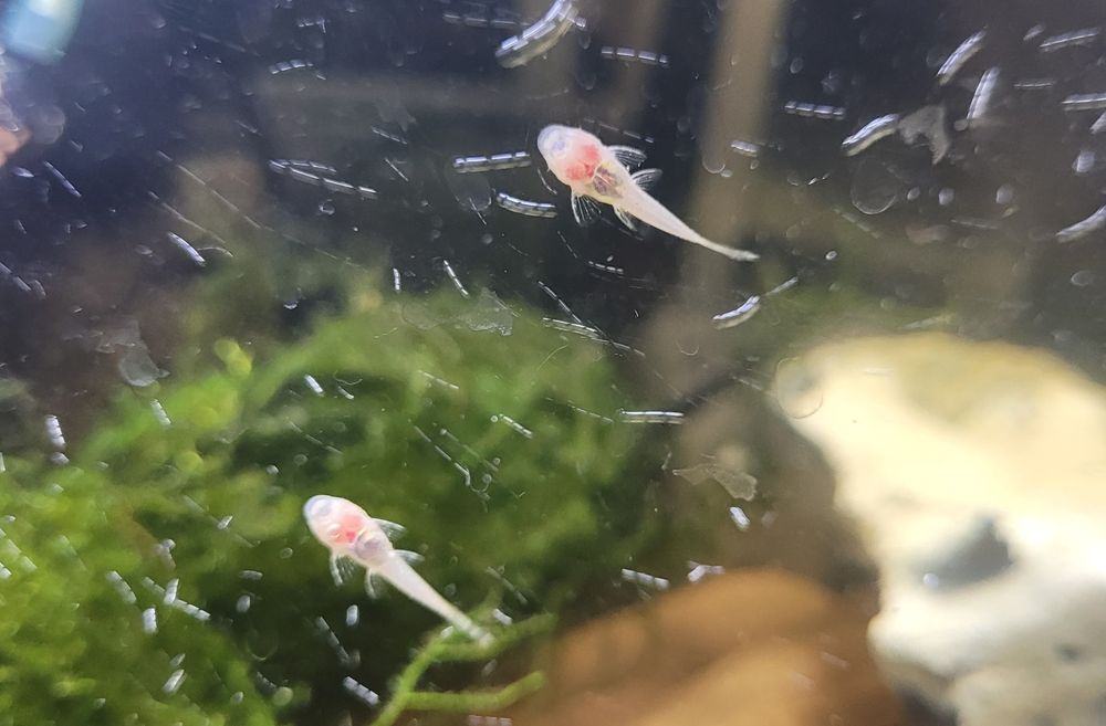 Zbrojnik albinos – narybek (Ancistrus) – zdrowe, ładne sztuki