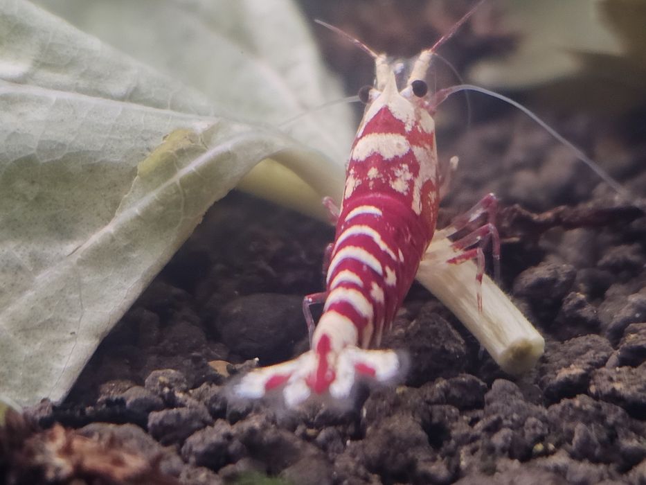 Krewetki Caridina Red Fancy Tiger