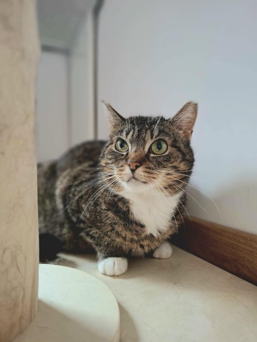 Kotusia szuka kochającego domu