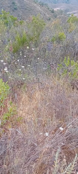 Terreno Agrícola de 24.000 m² com Nascente — Fitos, Santana da Serra