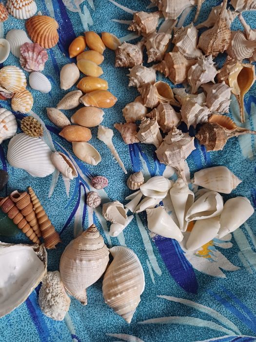 Мушлі ракушки  для рукоділля , хобі