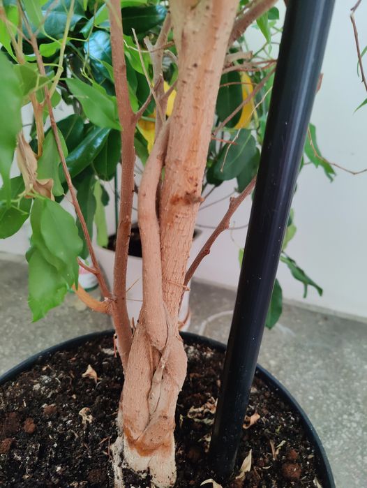 Fikus 2m ok 25 lat pleciony zdrowy zielony bonsai drzewo do domu liść