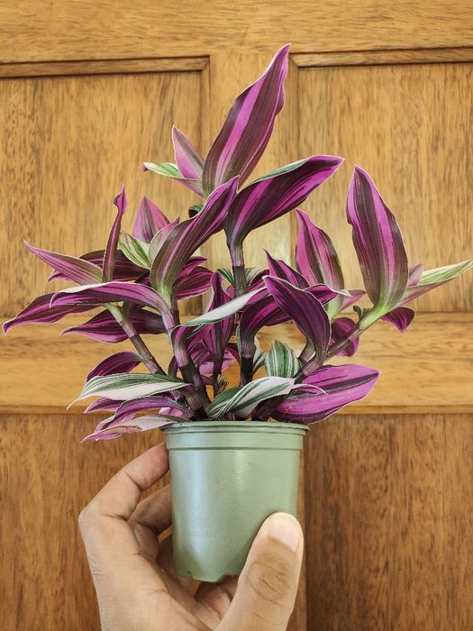 Tradescantia nanouk // planta interior