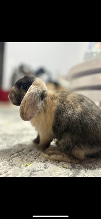 Królik Minilop/Baranek