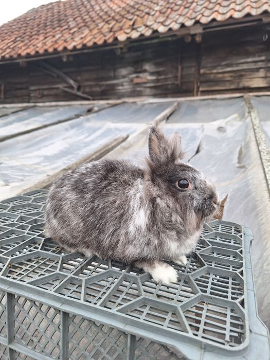Samiczka Miniaturka