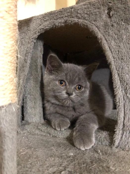 Scottish Straight Blue