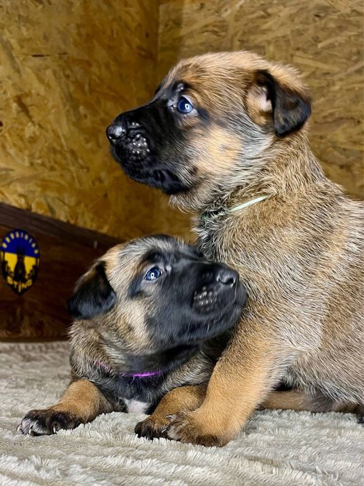 Цуценя бельгійської вівчарки малінуа