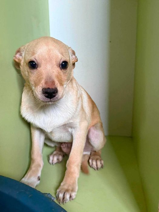 Malibu i Mimosa - słodziaki do adopcji
