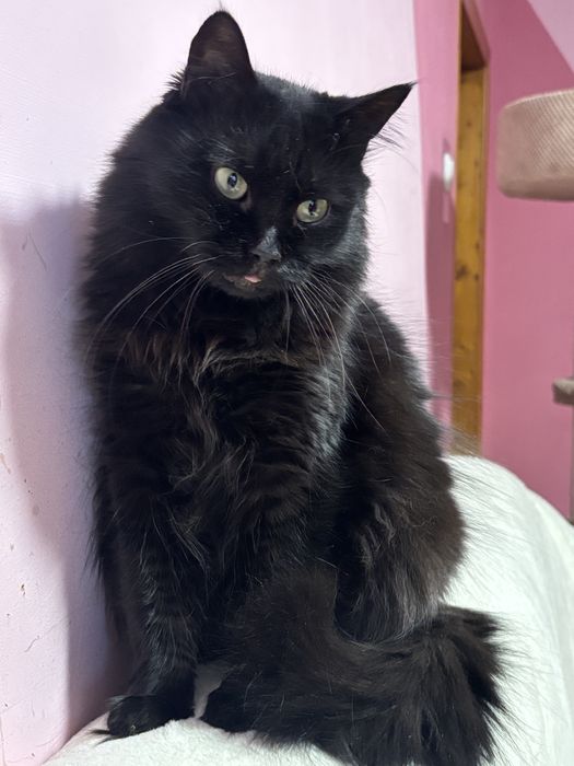 Красива кішечка у добрі руки