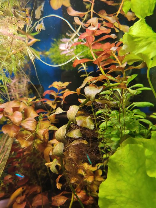 Набори акваріумних рослин