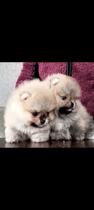 Померанский шпиц мини Вязка