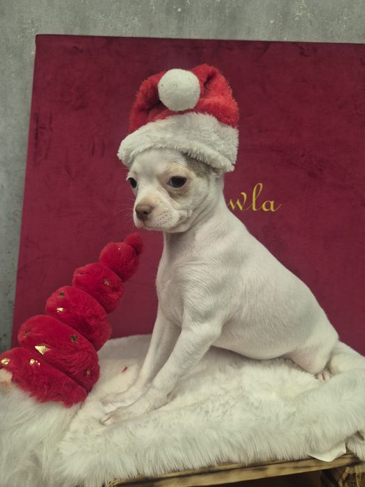 Chihuahua tessa przepiekna dziewczynka krótkowłosa