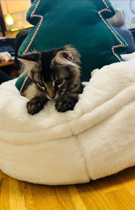 Kotka Maine Coon rodowód FPL/FIFA