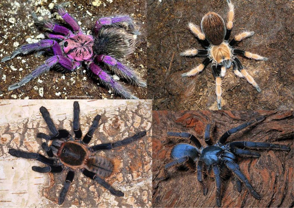 Pająki ptaszniki lista maluchy