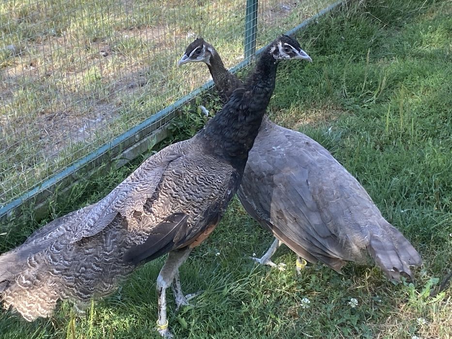 Pawie buford bronze para