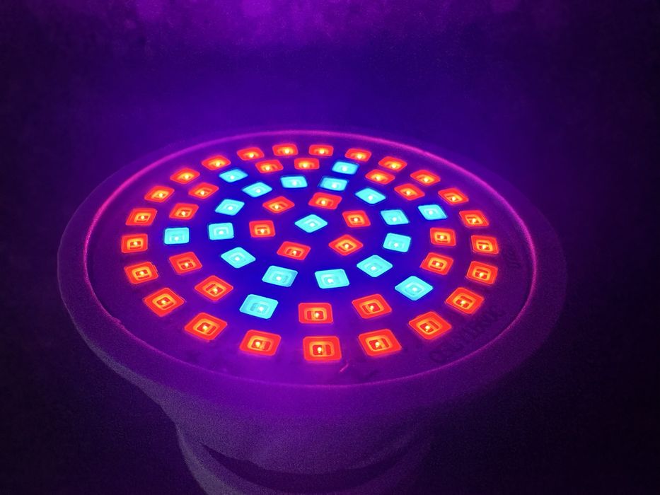 Фітолампа для рослин