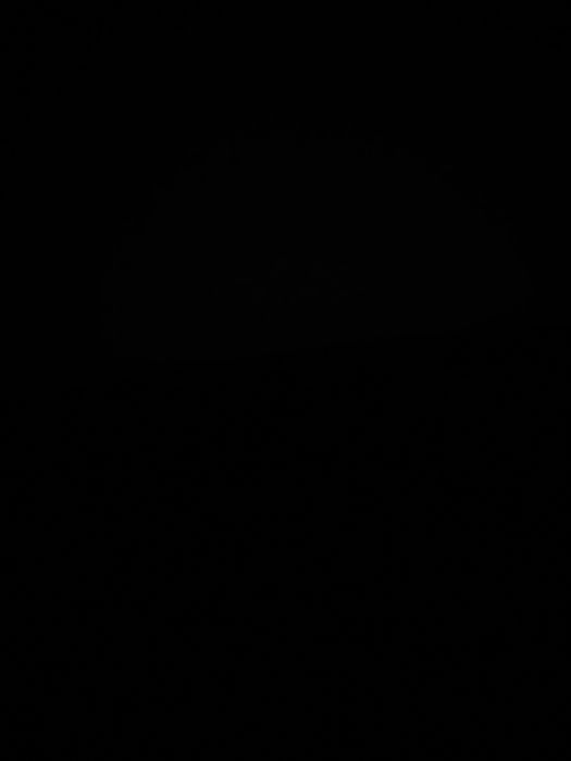 Pies szuka nowego domu