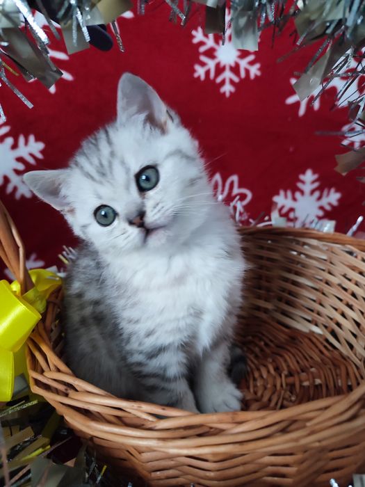 Котята шотландские, вискасный котенок