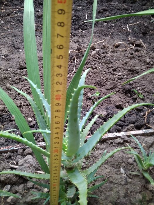 продам алоє