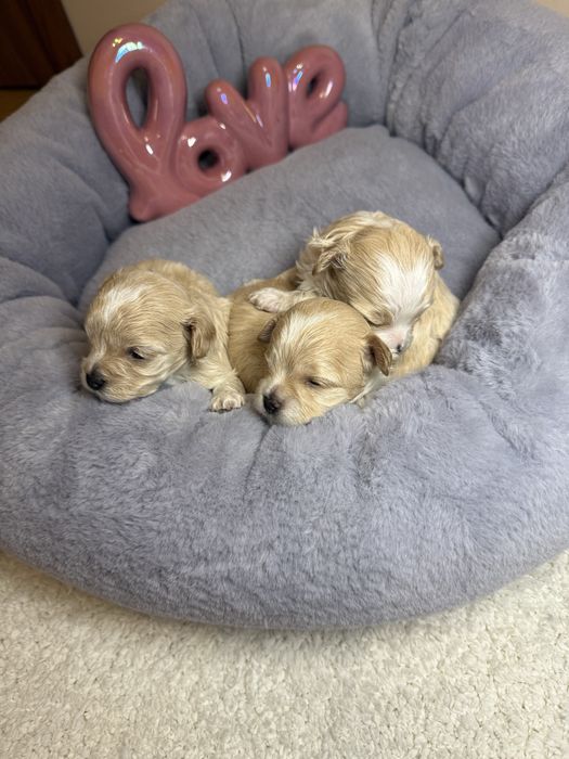 Шикарні карамельні міні мальтипу