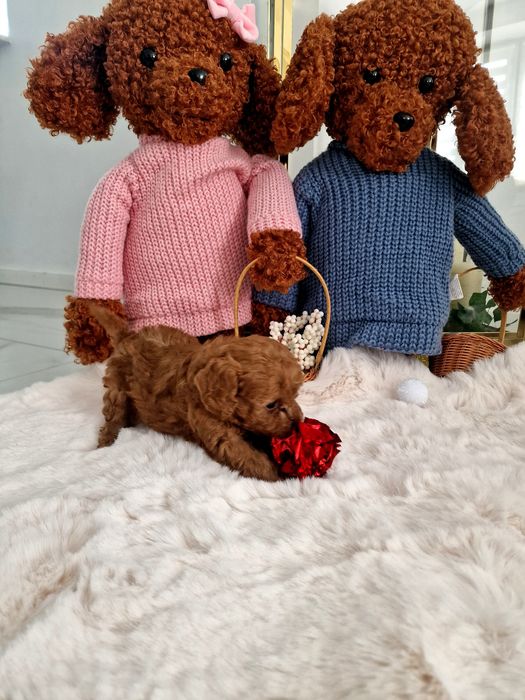 Pudelek toy Red Brown z biała latka do rezerwacji