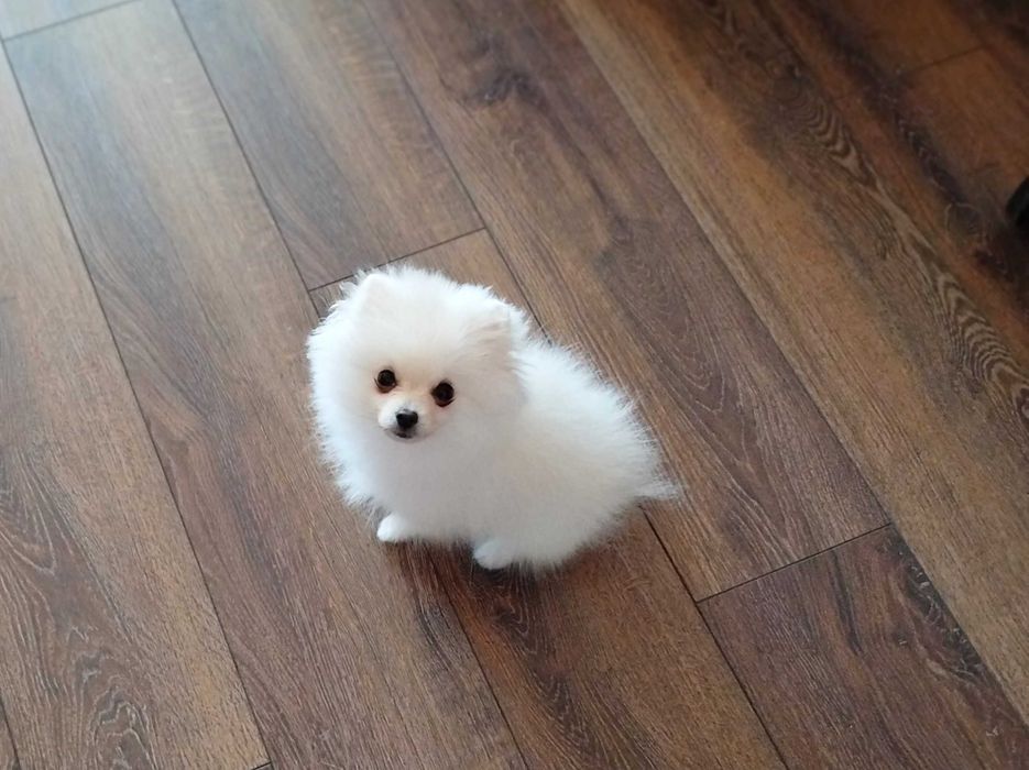 Мініатюрний шпіц с док.КСУ