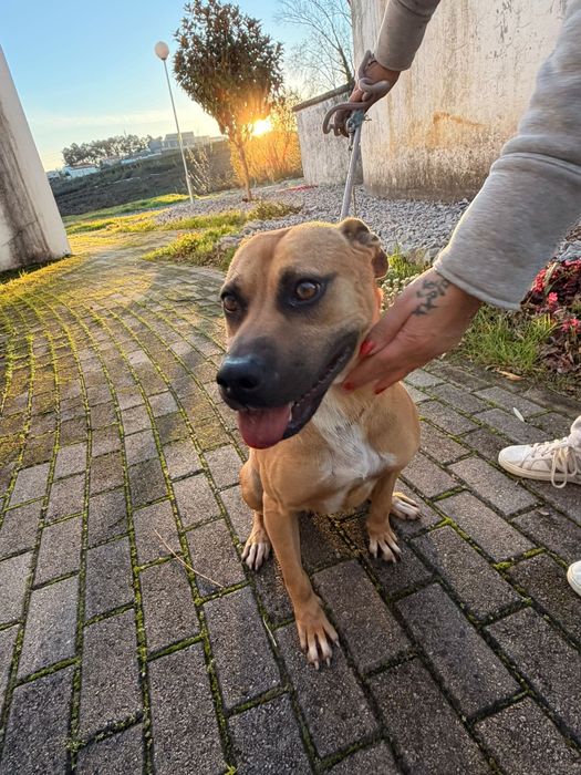 Cadelinha raçada de pitbull para adopção