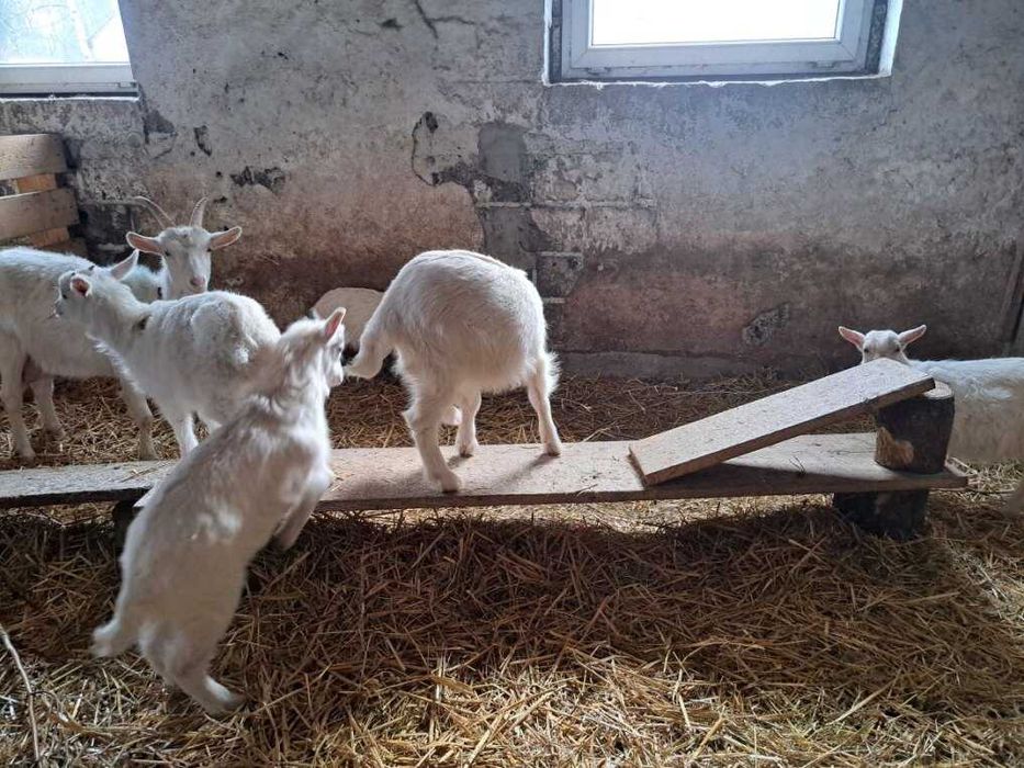 Sprzedam młode koziolki