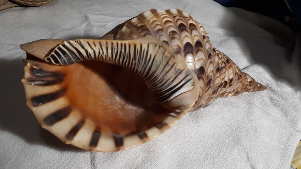 Огромная гавайская ракушка Рог Тритона/ Charonia Tritonis