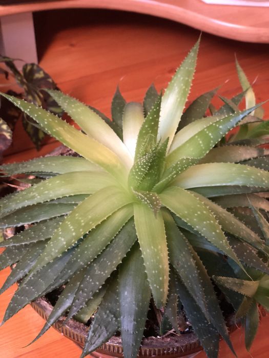 Продам кімнатну рослину алоє та драцену  без горщика