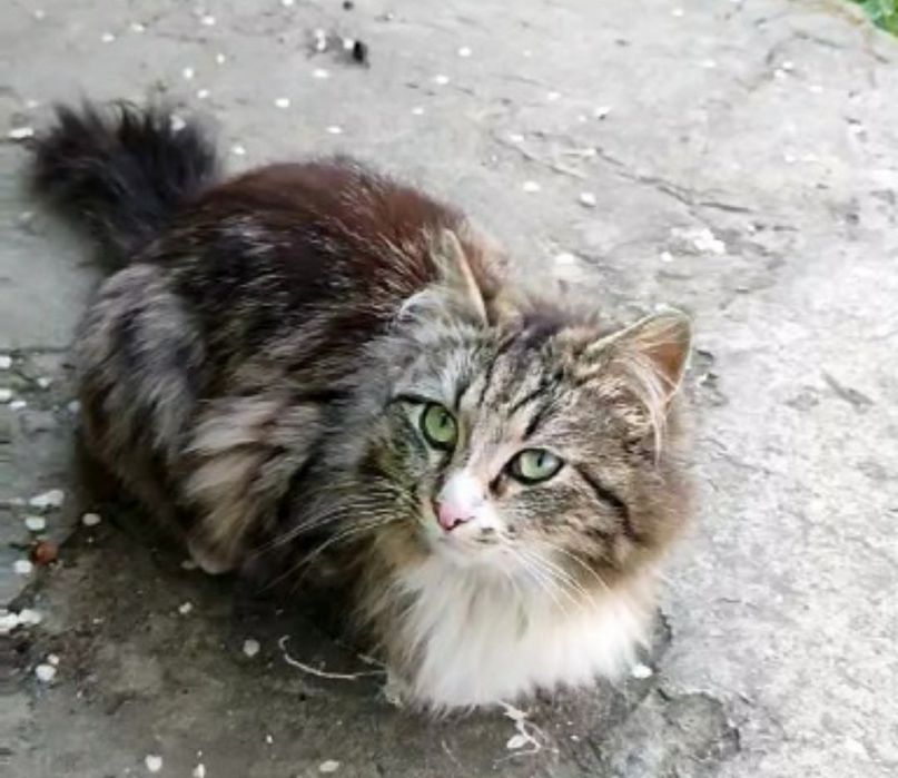 Отдам пушистую кошку лесного окраса, 1 год