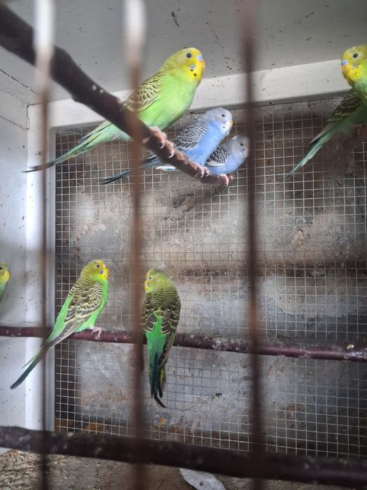 Perikitos australianos