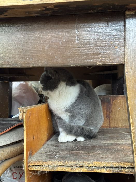 Котики в гарні руки