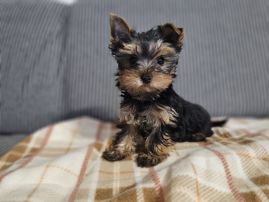 Yorkshire terrier