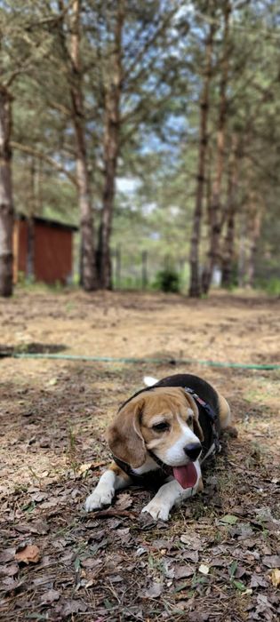 Adopcja - Beagle