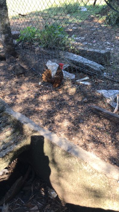 Tenho para venda casal de pedres portuguesa com 1 ano em pustura!Macho sebright dourado